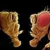 Zwei vergrößerte Abbildungen von Fruchtfliegen (Drosophila melanogaster) sind nebeneinander dargestellt. Die Fliegen zeigen unterschiedliche Merkmale, insbesondere in der Augenfarbe, die deutlich erkennbar ist. Hintergrund ist schwarz, was die Details der Fliegen hervorhebt.