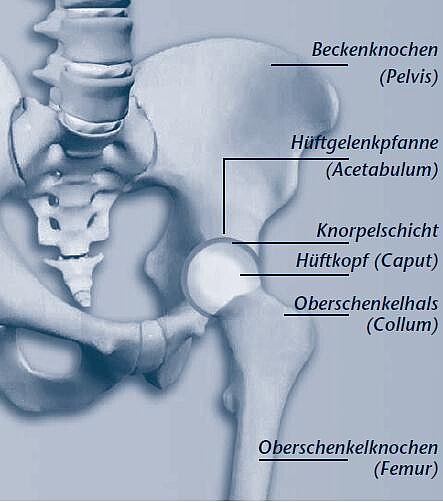 Anatomische Grafik des Hüftgelenks: Beckenknochen mit Hüftgelenkpfanne (Acetabulum), Knorpelschicht, runder Hüftkopf (Caput), Oberschenkelhals (Collum) und Oberschenkelknochen (Femur). Beschriftungen zeigen die Lage der Strukturen und ihr Zusammenspiel im Kugelgelenk.