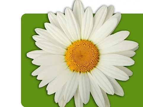 Logo der DAISY Foundation: weiße Gänseblume auf grünem Hintergrund; Schriftzug „The DAISY Foundation“. Zusatz: Würdigung von Pflegekräften weltweit zum Gedenken an J. Patrick Barnes.