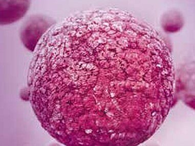 Große, rosafarbene, kugelförmige Zelle in Nahaufnahme, mit körnig-rauer Oberfläche. Im unscharfen Hintergrund schweben mehrere kleinere, ähnliche Kugeln vor violettem Verlauf.